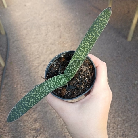 Gasteria Hibrída