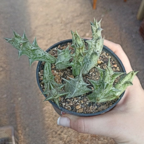 Orbea Decaisneana Ssp Hesperidum