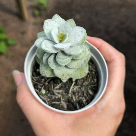 Adromischus Leucophyllus