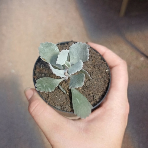 Kalanchoe Pumila