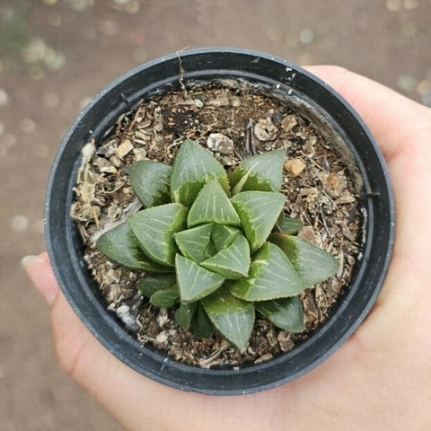 Haworthia Retusa Variegata