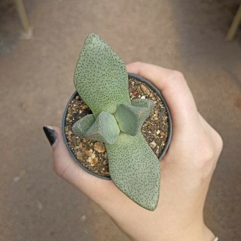 Pleospilos Bolussi