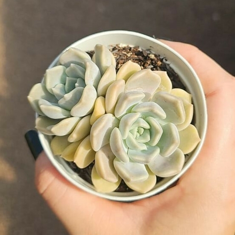 Echeveria Alabaster