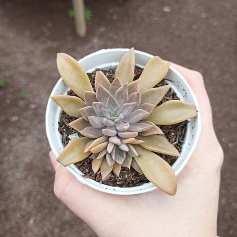 Echeveria Heterosepala