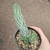 Haworthia Glauca