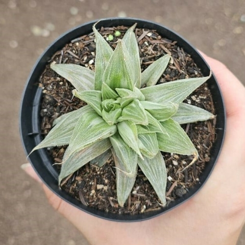 Haworthia Cooperi White Gost