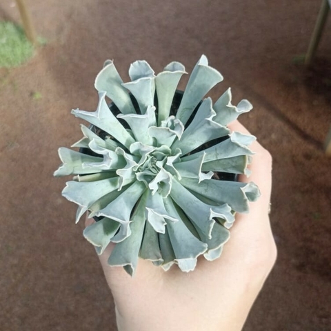 Echeveria Nichi