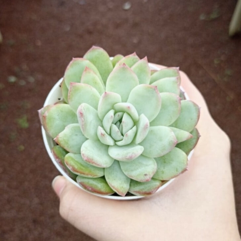 Echeveria Victory