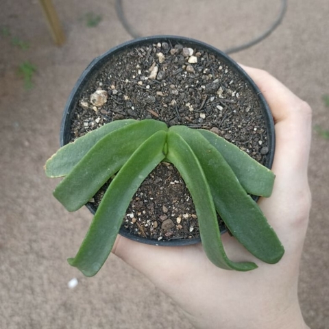 Glottiphyllum Cruciatum