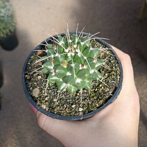 Mammillaria Compressa