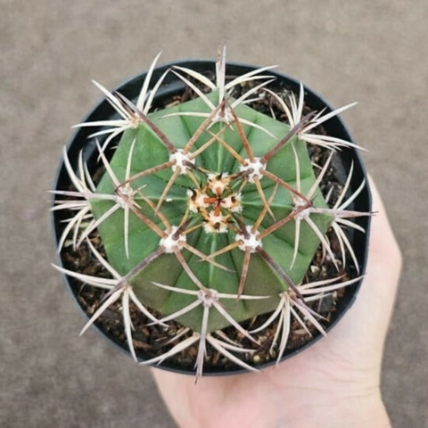 Coroa de Frade