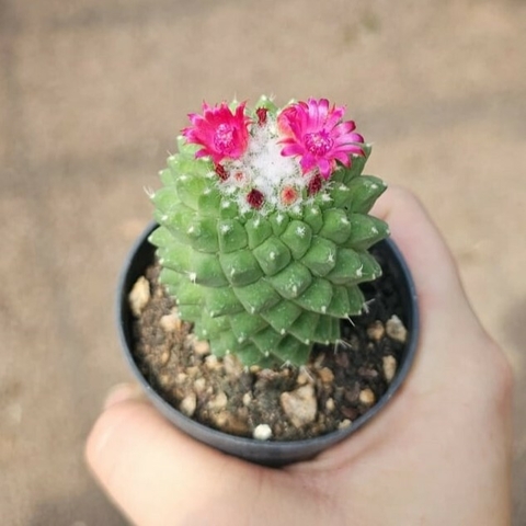 Mammillaria Toluca - comprar online