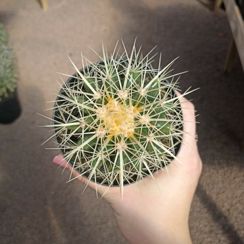 Echinocactus Grusonii
