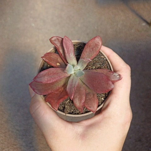 Echeveria Daimond State