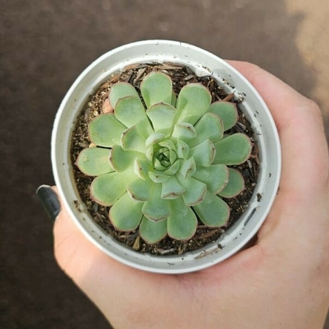 Echeveria Dream Rose