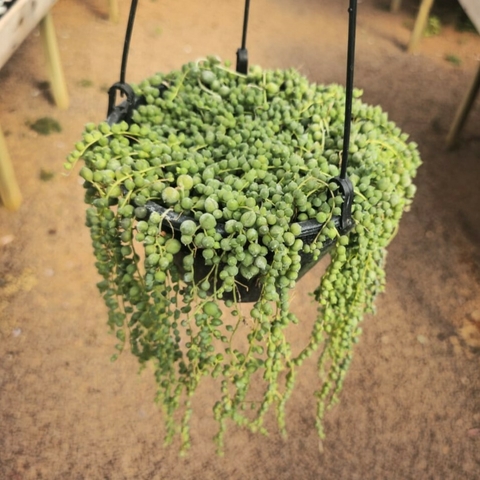 Senecio Rowleyanus - Rosário