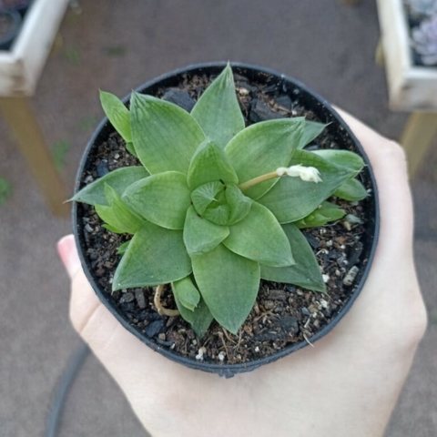 Haworthia Cimbyformis