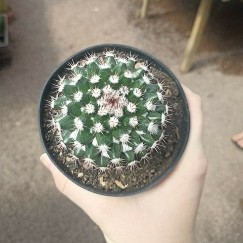 Mammillaria Mammillaris