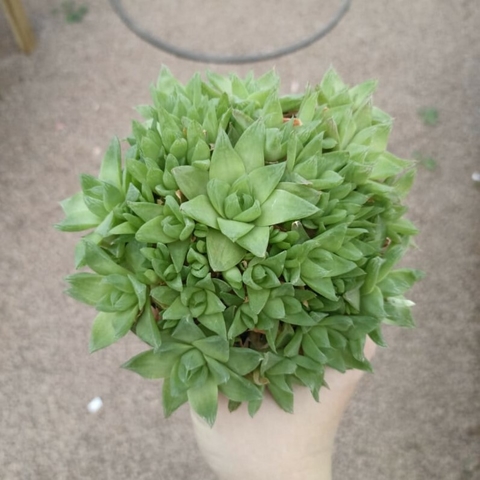 Haworthia Cimbyformis