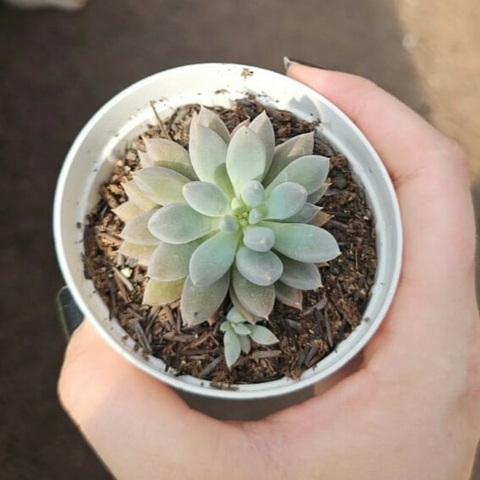 Ecehveria Dell Finger