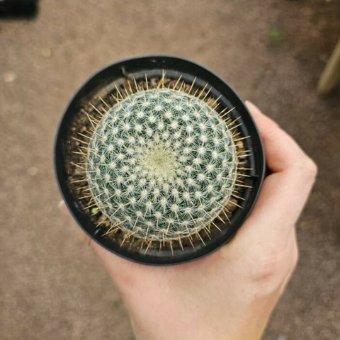 Mammillaria Hageanna Celciana
