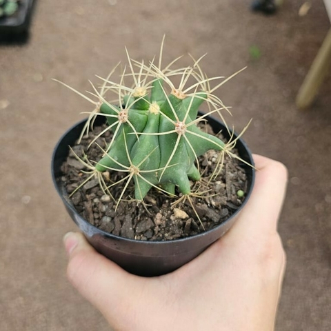 Ferocactus Glaucescens