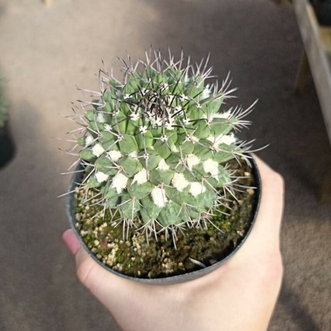 Mammillaria Aurea