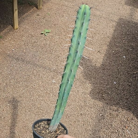 Myrtilocactus Geometrizans