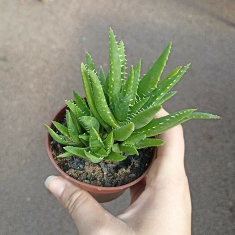Aloe Mini