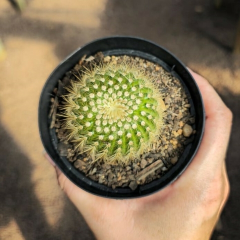 Notocactus Sucineus