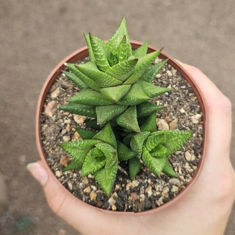 Haworthia Limifolia Var. Fasciata
