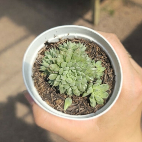 Echeveria Litle Star