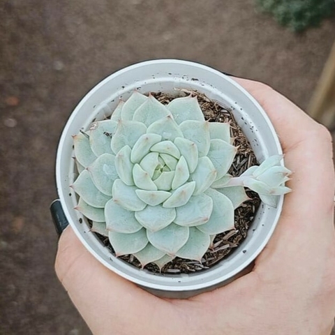 Echeveria Elation