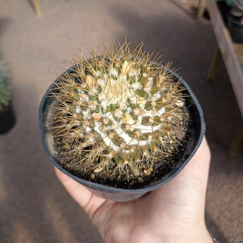 Mammillaria Nivosa