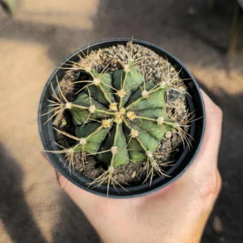Gymnocalycium Mihanovichii