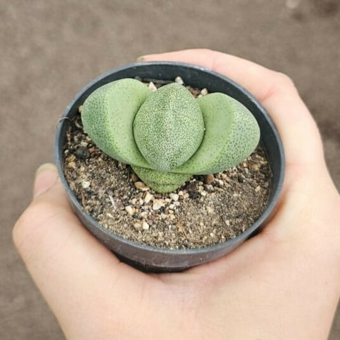 Pleiospilos Nelli