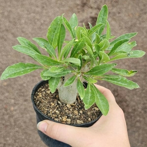Pachypodium Saundersii - comprar online