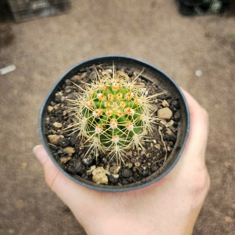 Trichocereus Grandiflorus