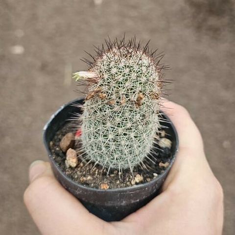 Mammillaria Estebaiensis