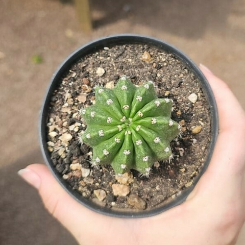 Echinopsis Híbrido