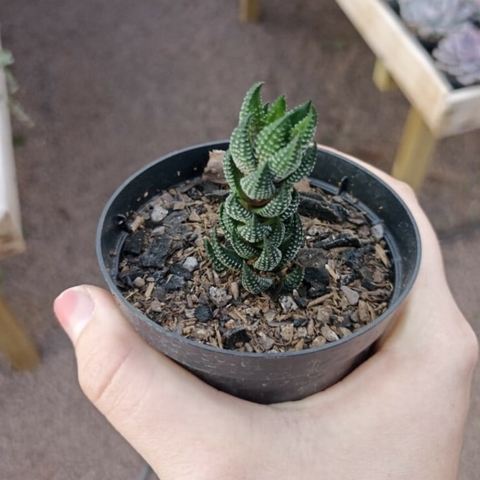 Haworthia Reinwardtii
