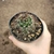 Mammillaria Escura