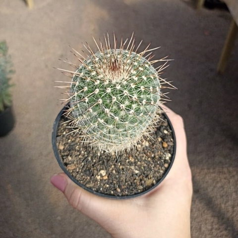 Mammillaria Matheusianus