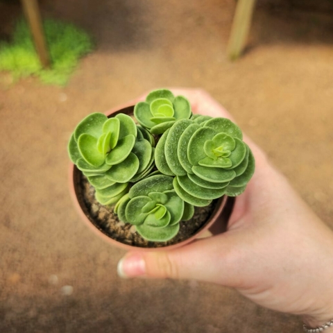 Portulaca Cluster