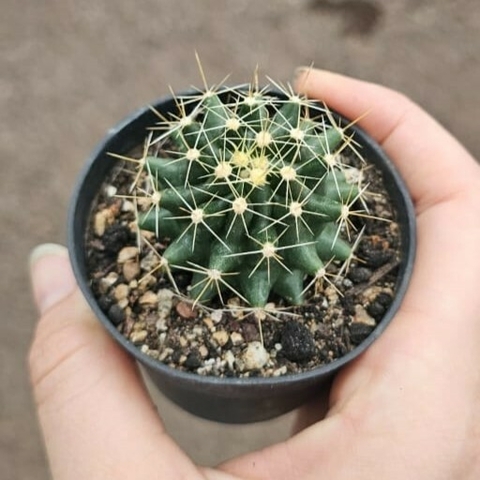Hamatocactus Sinuatus