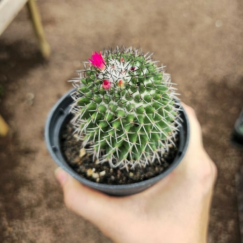 Mammillaria Hildagensis