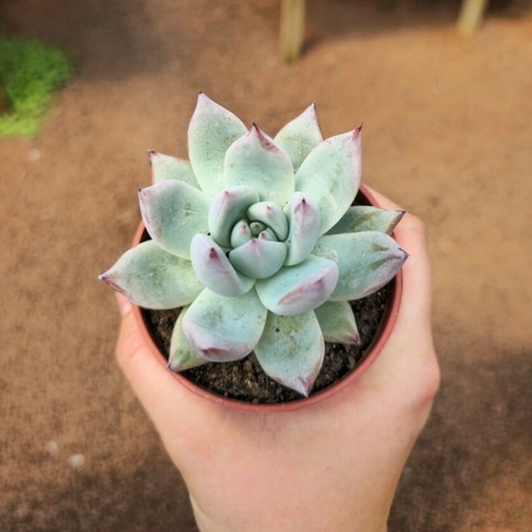 Echeveria Colorata Tapalpa