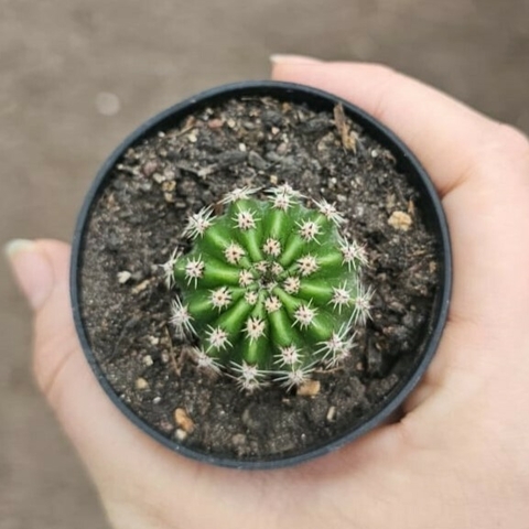 Echinopsis Híbrido