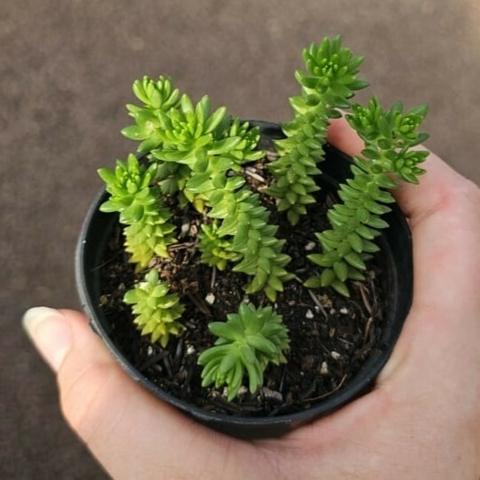 Sedum Goldmanii
