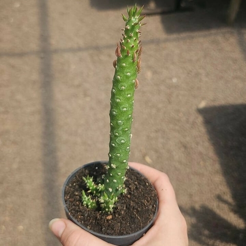 Austrocylindropuntia Subulata